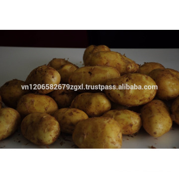 2016 new crop potato